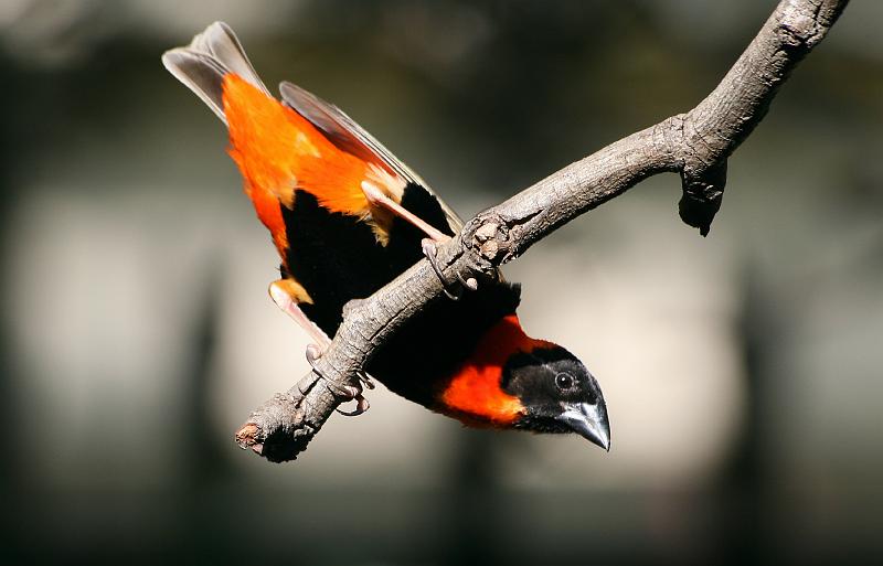 frieda 068.jpg - Suidelike Rooivink  Southern Red Bishop